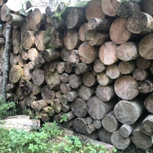 הנוף במורד ההר