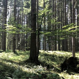 הנוף במורד ההר